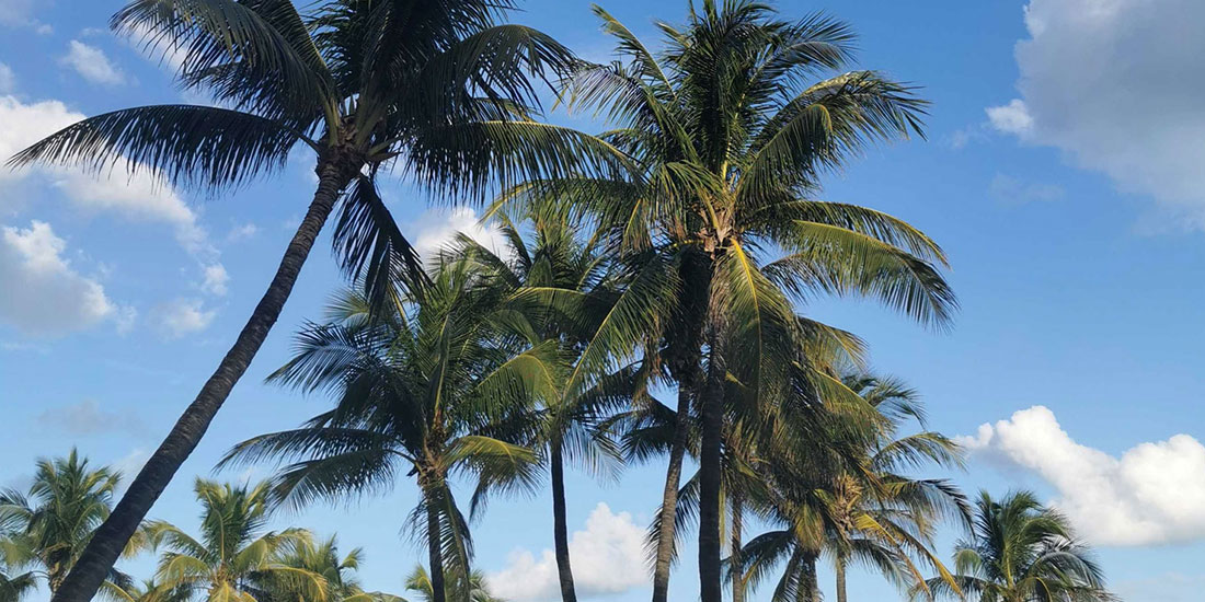 Sommar mitt i vintern